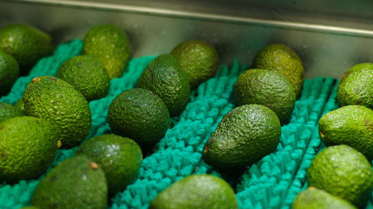 Copy of Avocado_01 10.46.47 AM.jpg